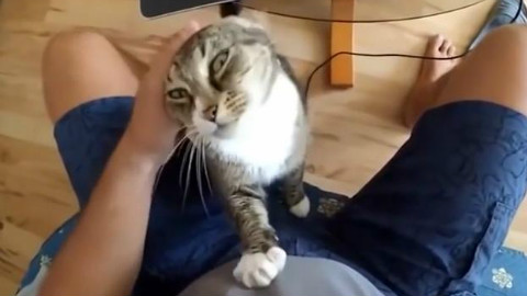 据说,看完这个视 频的人都想养猫了